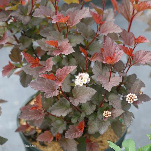 Physocarpus opulifolius 'SMNPOBLR' USPP 28,695~ Ginger Wine™ Ninebark-ServeScape