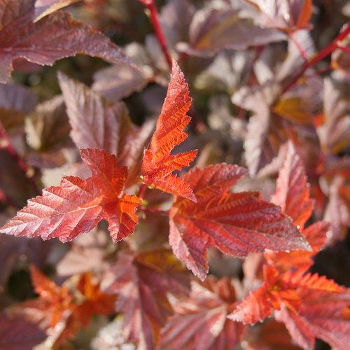 Physocarpus opulifolius 'SMNPOBLR' USPP 28,695~ Ginger Wine™ Ninebark-ServeScape