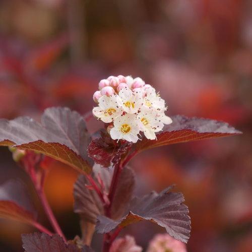 Physocarpus opulifolius 'SMNPOBLR' USPP 28,695~ Ginger Wine™ Ninebark-ServeScape