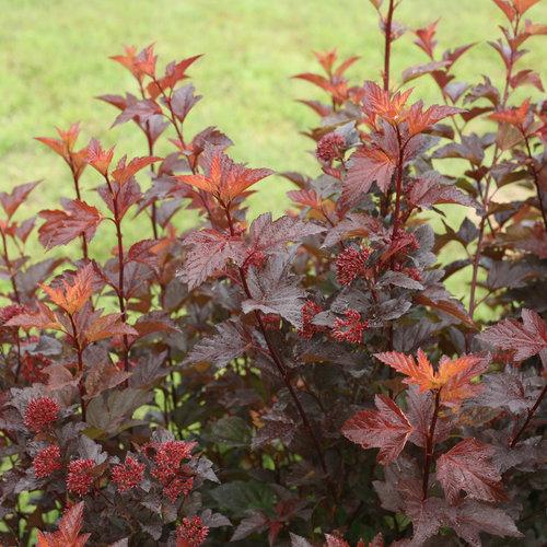 Physocarpus opulifolius 'SMNPOBLR' USPP 28,695~ Ginger Wine™ Ninebark-ServeScape