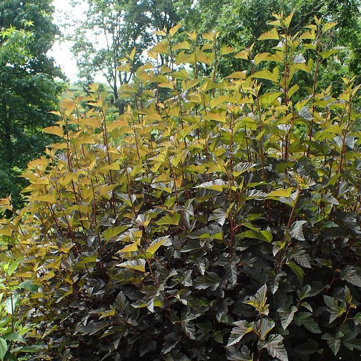 Physocarpus opulifolius 'Seward' ~ Summer Wine® Ninebark-ServeScape