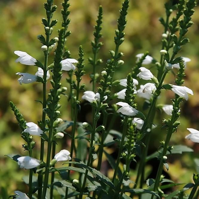 Physostegia virginiana 'Miss Manners' ~ Miss Manners Obedient Plant-ServeScape