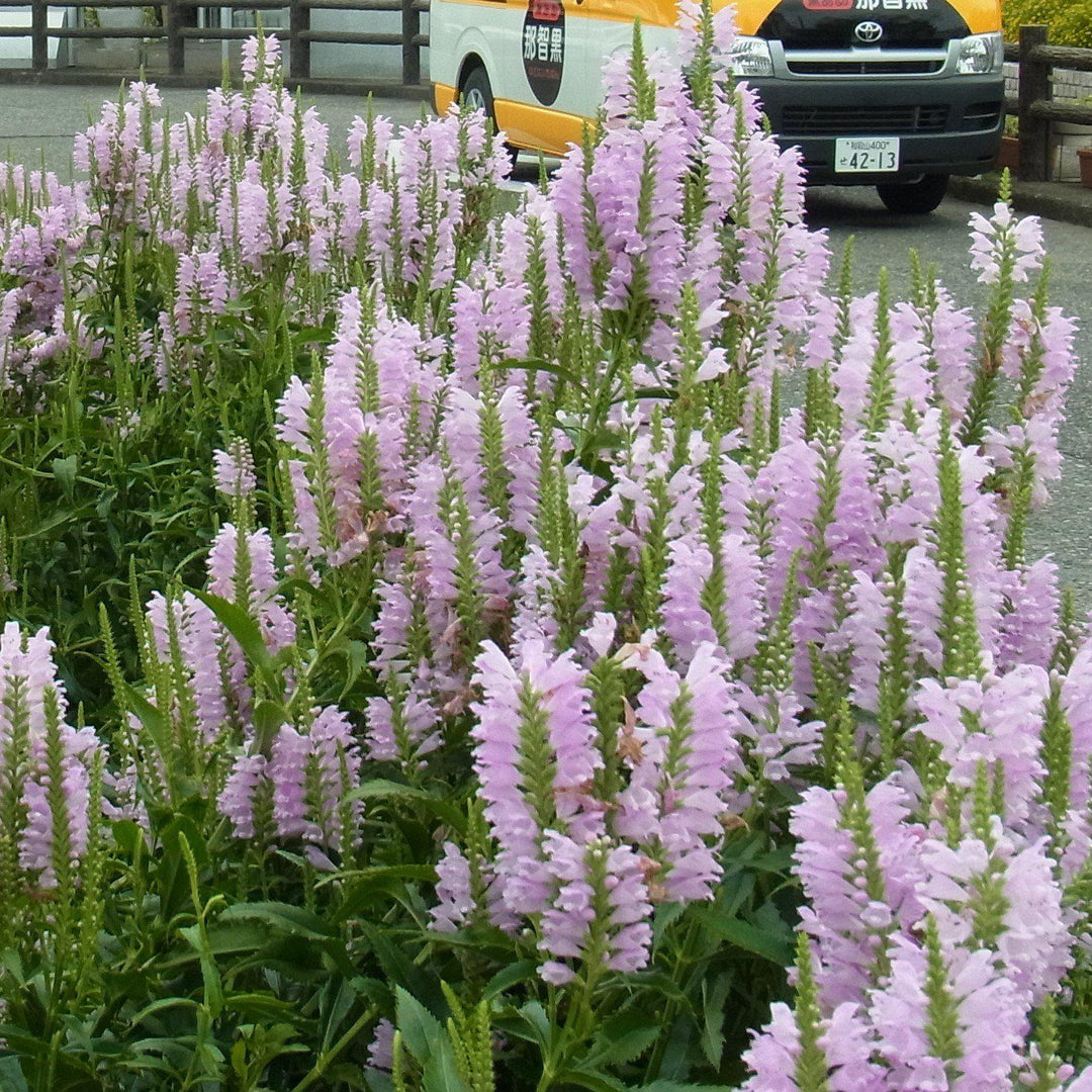 Physostegia virginiana 'Pink Manners ~ Pink Manners Obedient Plant-ServeScape