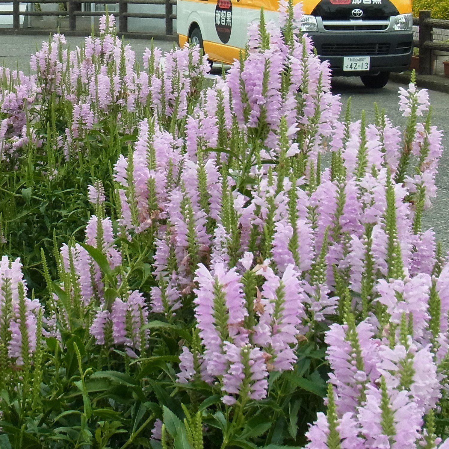 Physostegia virginiana 'Pink Manners ~ Pink Manners Obedient Plant-ServeScape