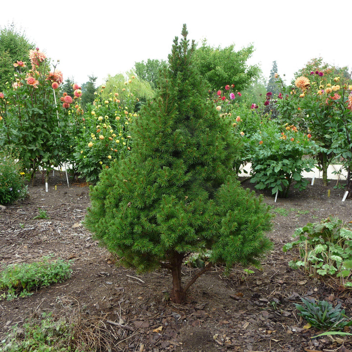 Picea glauca 'Conica' ~ Dwarf Alberta Spruce-ServeScape
