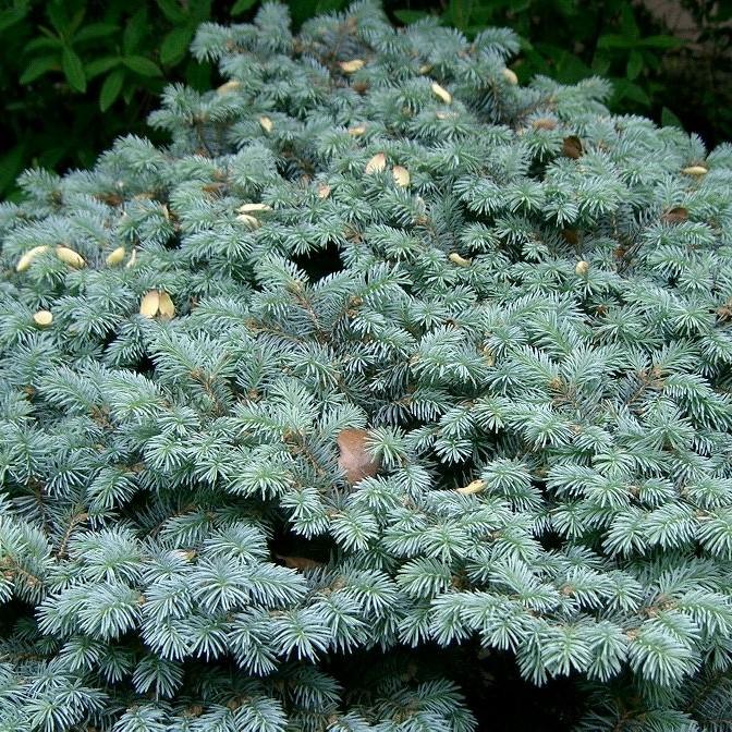 Picea pungens 'globosa' ~ Global Blue Spruce-ServeScape