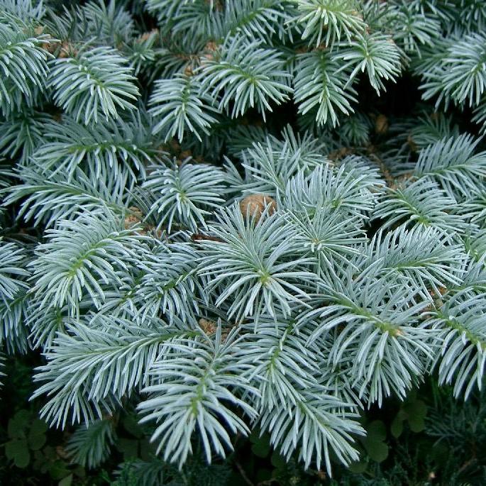 Picea pungens 'globosa' ~ Global Blue Spruce-ServeScape
