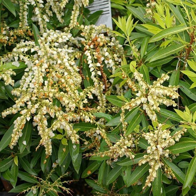 Brouwer's Beauty Pieris - Pieris japonica 'Brouwer's Beauty' – ServeScape