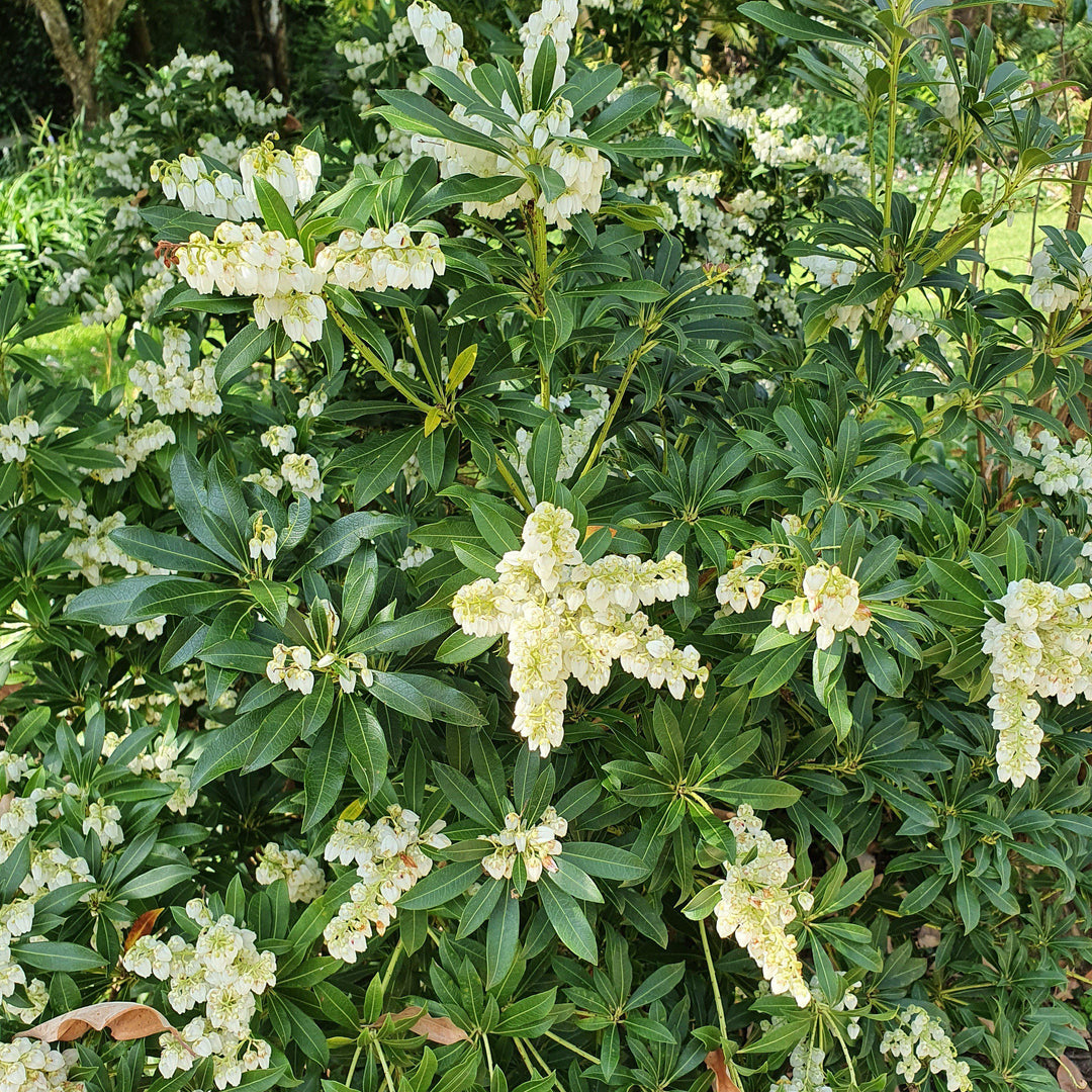 Pieris japonica 'Greprs' ~ Southern Lady® Pieris - Delivered By ServeScape