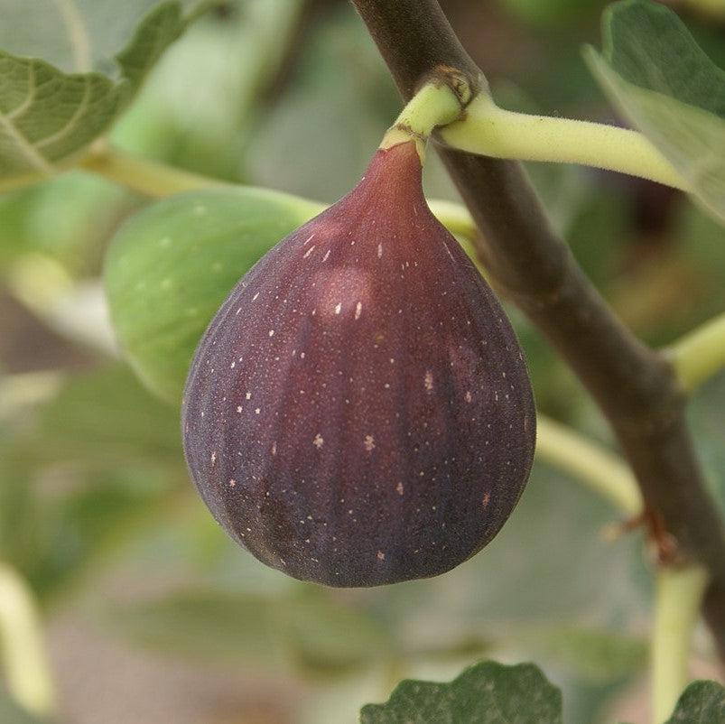 Ficus carica 'Texas Everbearing' ~ Texas Everbearing Fig-ServeScape