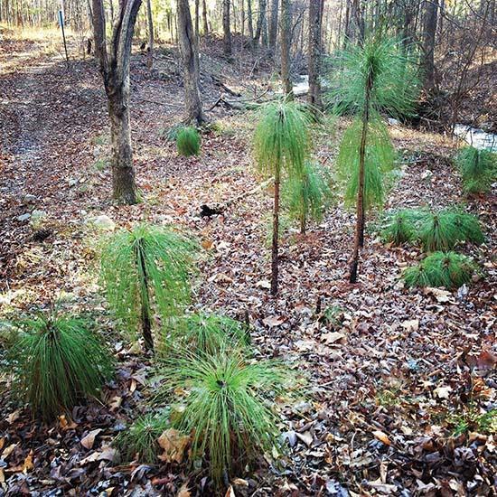 Pinus palustris ~ Long-Leaf Pine, Southern Pine-ServeScape
