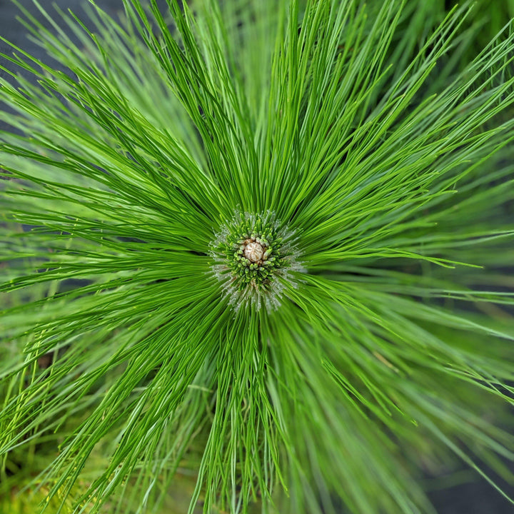 Pinus palustris ~ Long-Leaf Pine, Southern Pine-ServeScape
