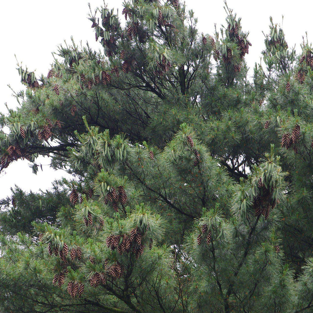 Pinus strobus ~ White Pine-ServeScape