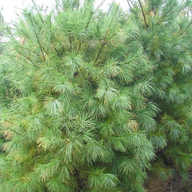 Pinus strobus ~ White Pine-ServeScape