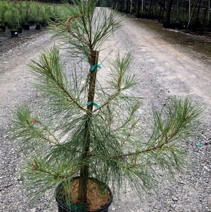Pinus taeda ~ Loblolly Pine-ServeScape