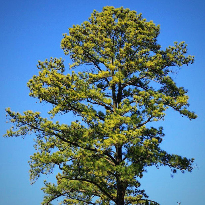 Pinus taeda ~ Loblolly Pine - Delivered By ServeScape