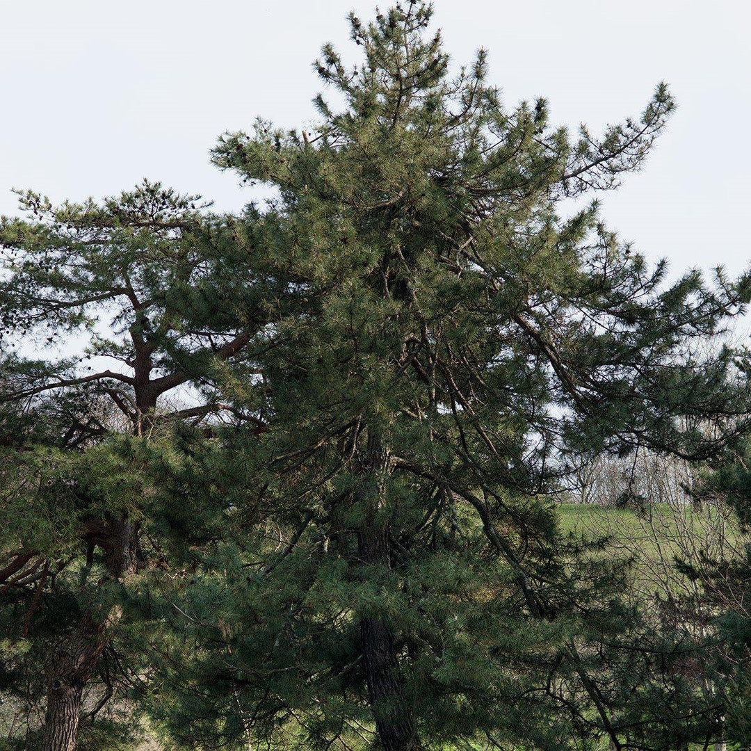 Pinus thunbergii ~ Japanese Black Pine - Delivered By ServeScape