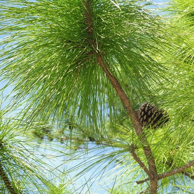 Pinus elliottii ~ Slash Pine-ServeScape