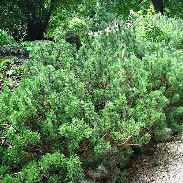 Pinus mugo var. Pumilio ~ Dwarf Mugo Pine-ServeScape