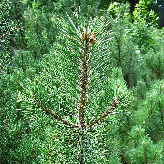 Pinus mugo var. Pumilio ~ Dwarf Mugo Pine-ServeScape