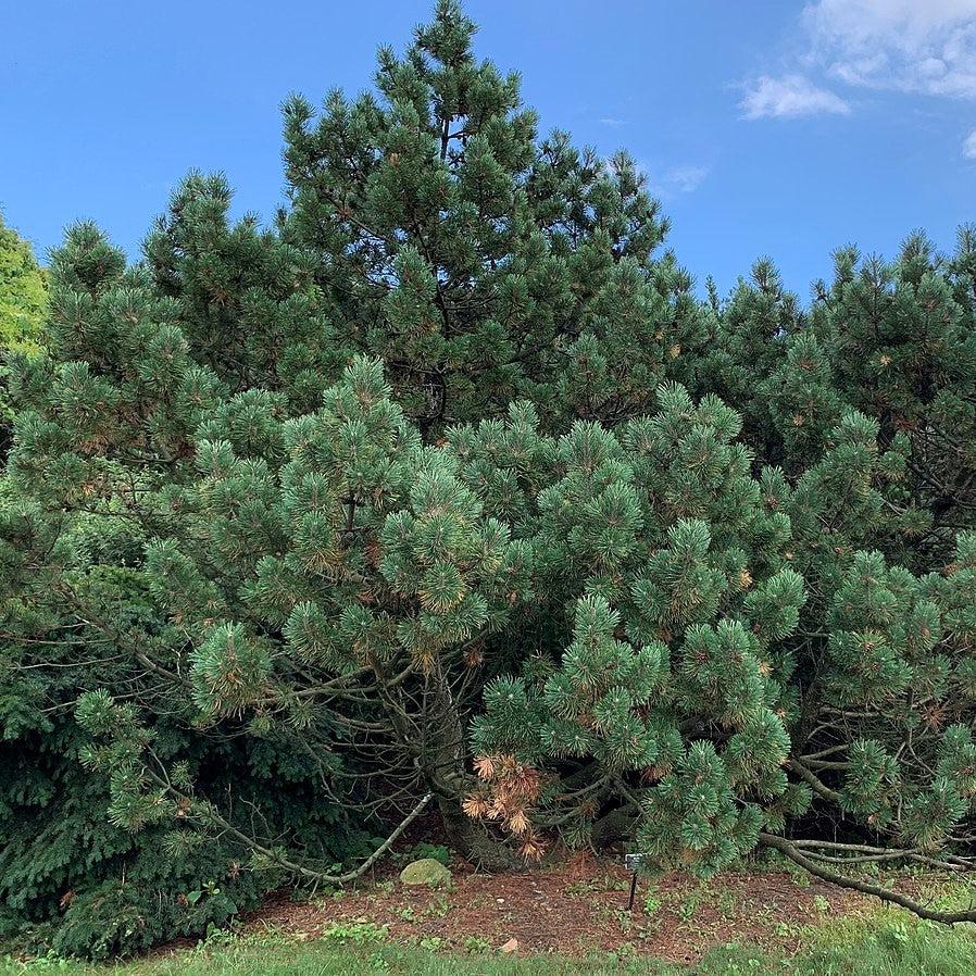 Pinus mugo ~ Mugo Pine-ServeScape