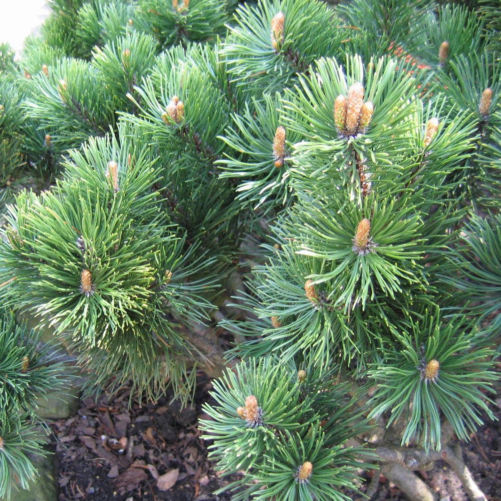 Pinus mugo ~ Mugo Pine-ServeScape