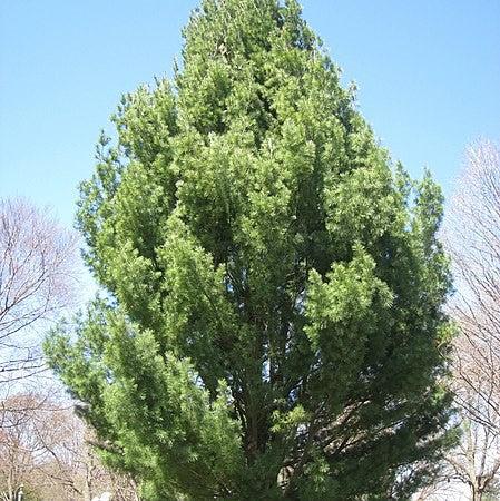 Pinus strobus 'Fastigiata' ~ Upright White Pine-ServeScape