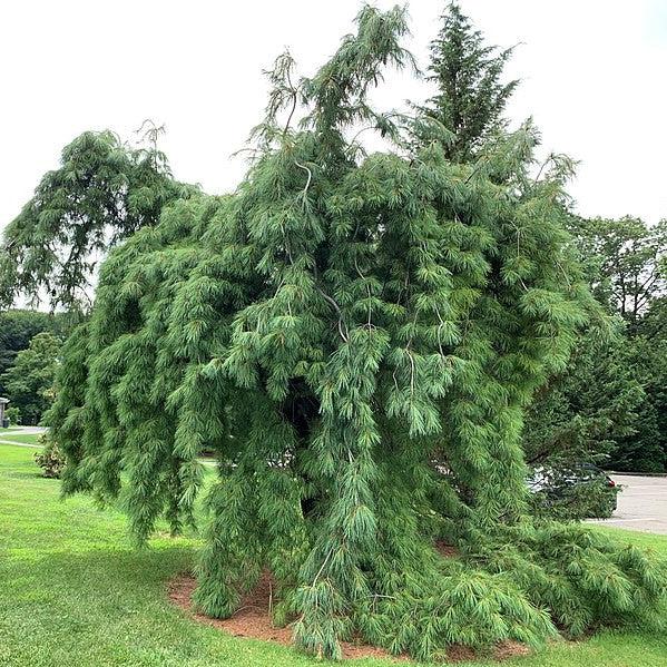 Pinus strobus 'Pendula' ~ Weeping White Pine-ServeScape