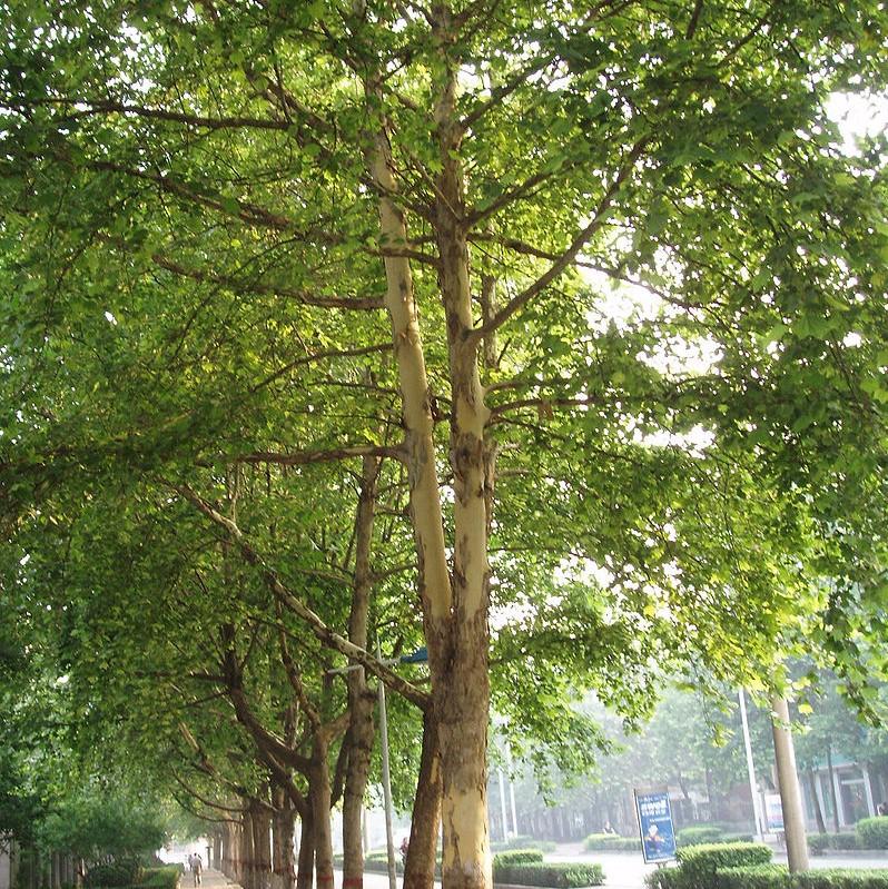 Platanus acerifolia 'Morton Circle' ~ EXCLAMATION!™ London planetree-ServeScape