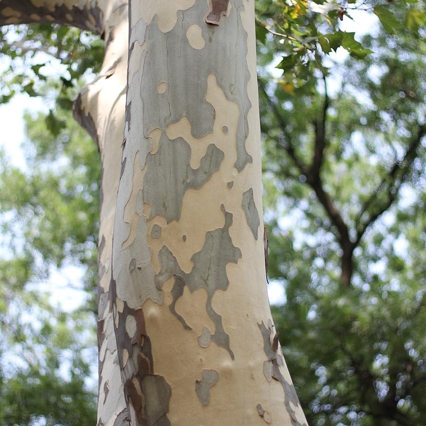 Platanus acerifolia 'Morton Circle' ~ EXCLAMATION!™ London planetree-ServeScape