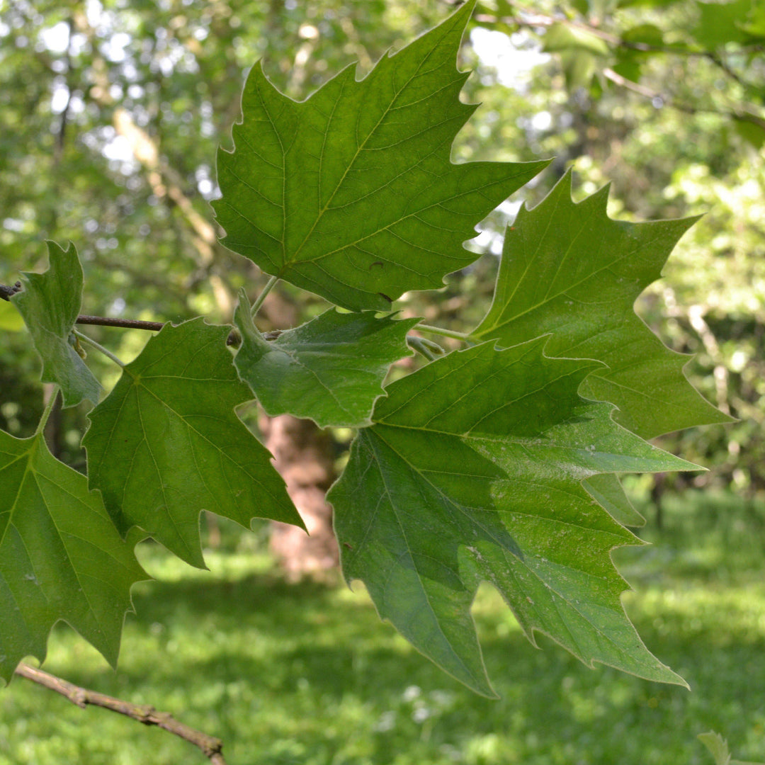 Platanus acerifolia 'Morton Circle' ~ EXCLAMATION!™ London planetree-ServeScape