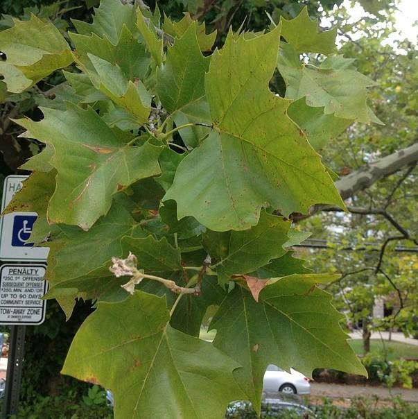 platanus occidentalis leaf