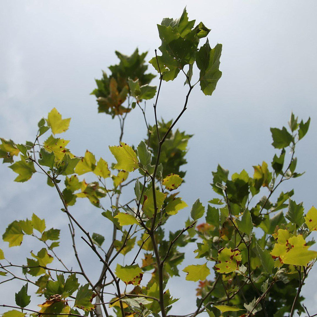 Platanus x acerifolia 'Bloodgood' ~ Bloodgood London Planetree-ServeScape