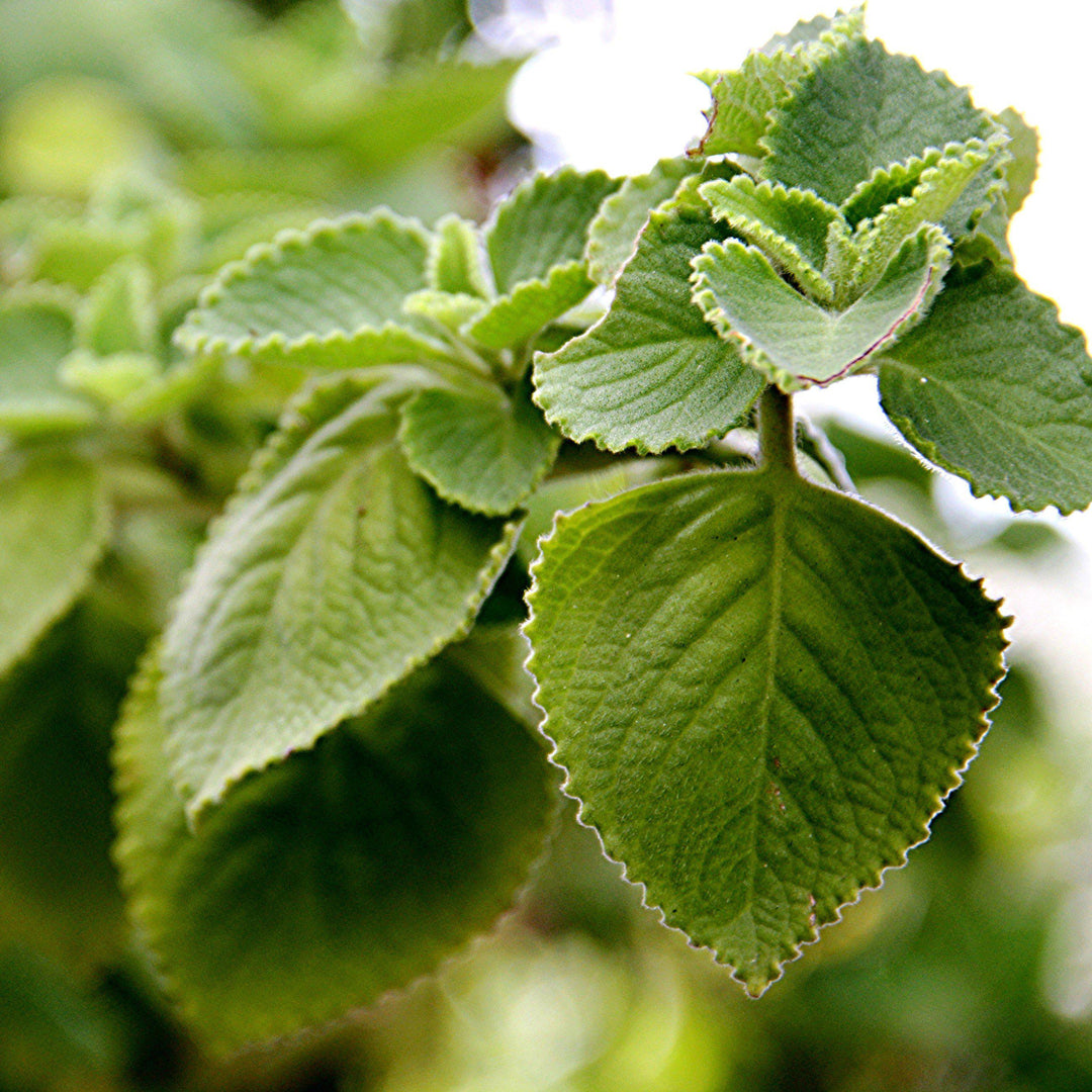 Plectranthus amboinicus ~ Cuban Oregano, Indian Borage-ServeScape