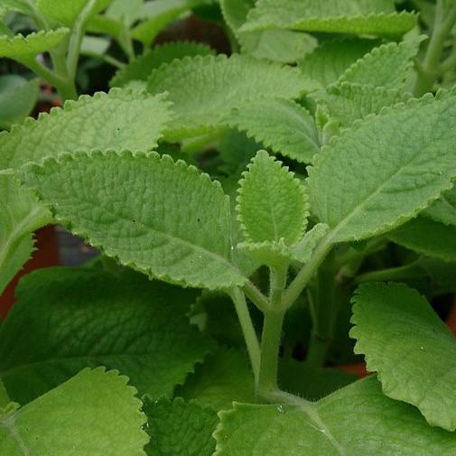 Plectranthus amboinicus ~ Cuban Oregano, Indian Borage-ServeScape