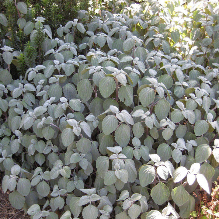 Plectranthus argentatus ~ Silver Plectranthus-ServeScape