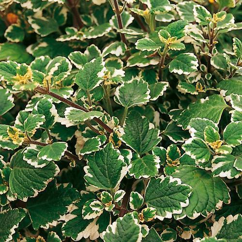 Plectranthus coleoides 'Variegata' ~ Variegated Swedish Ivy-ServeScape
