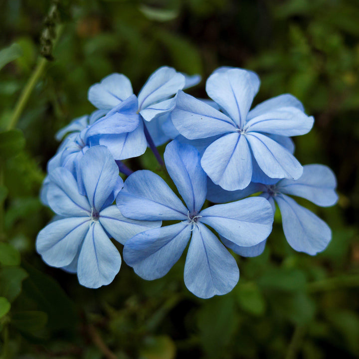 Plumbago auriculata 'Imperial Blue' ~ Imperial Blue Cape Leadwort-ServeScape