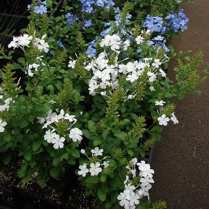 Plumbago auriculata 'Monite' PP #13,953 ~ White Cape® Plumbago-ServeScape