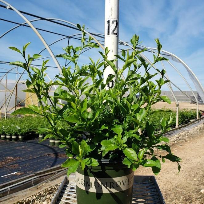 Plumbago auriculata 'Monite' PP #13,953 ~ White Cape® Plumbago-ServeScape