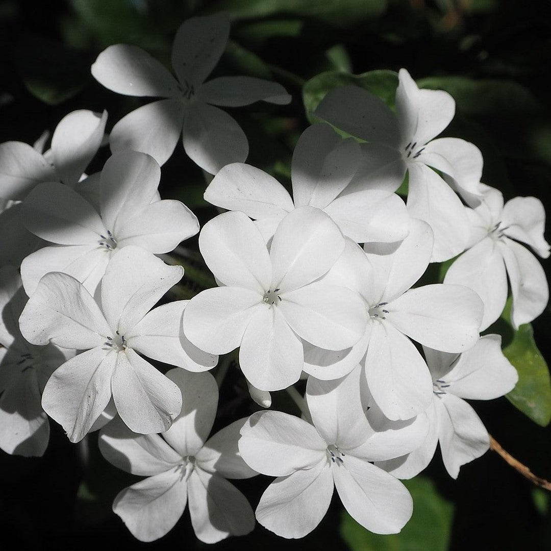 Plumbago auriculata 'Imperial White' ~ Imperial White Cape Leadwort-ServeScape