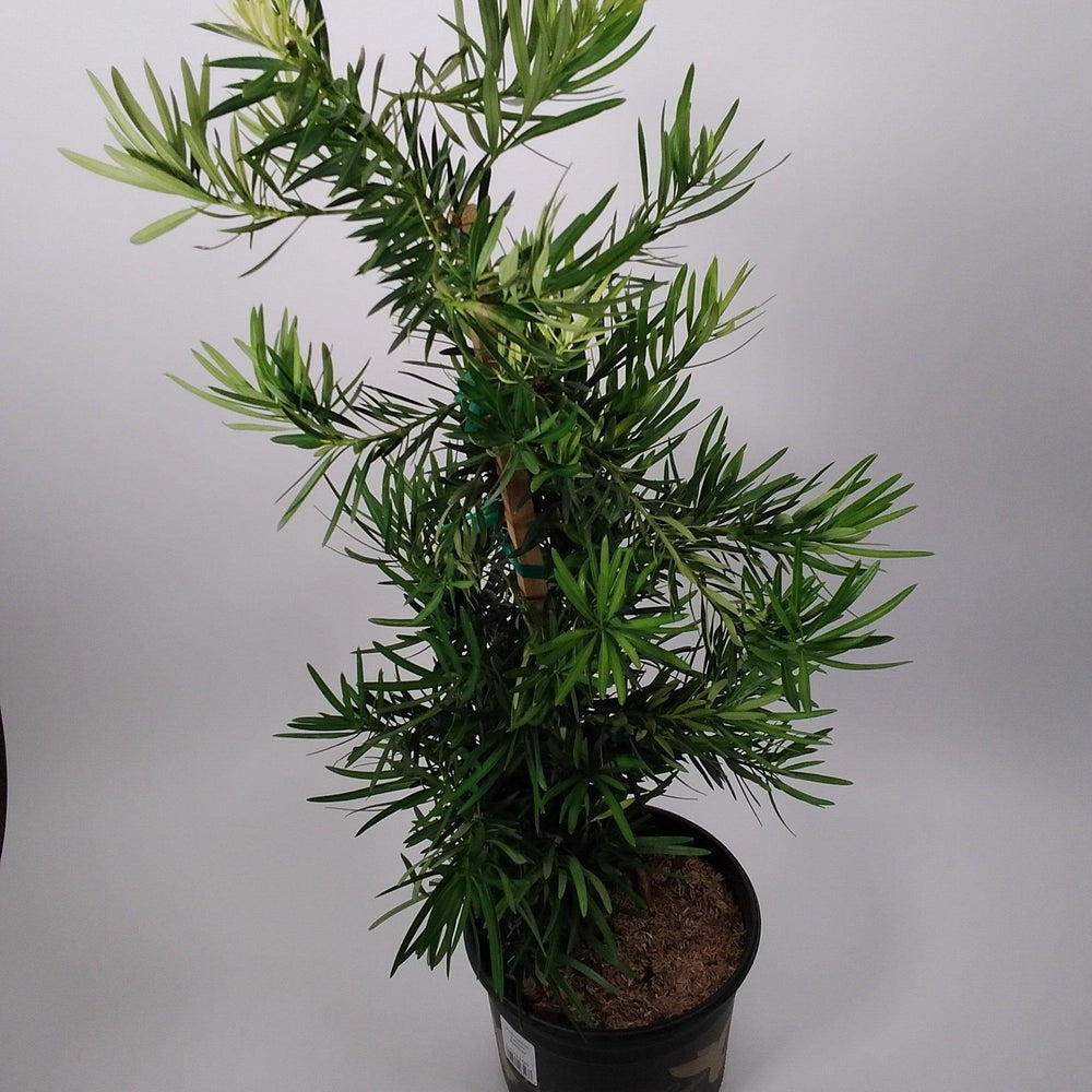 Podocarpus macrophyllus 'Lemon Sparkler’ ~ Lemon Sparkler™ Yew Podocarpus-ServeScape