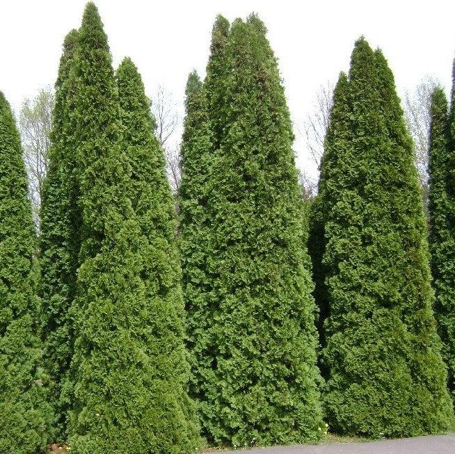 Thuja occidentalis 'American Pillar' ~ Full Speed A Hedge® Arborvitae-ServeScape