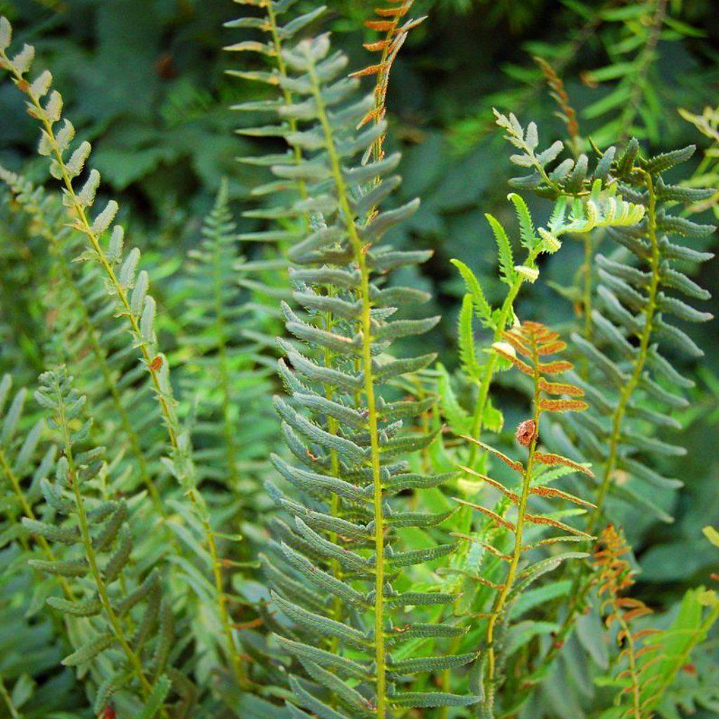 Polystichum acrostichoides  ~ Christmas Fern - Delivered By ServeScape