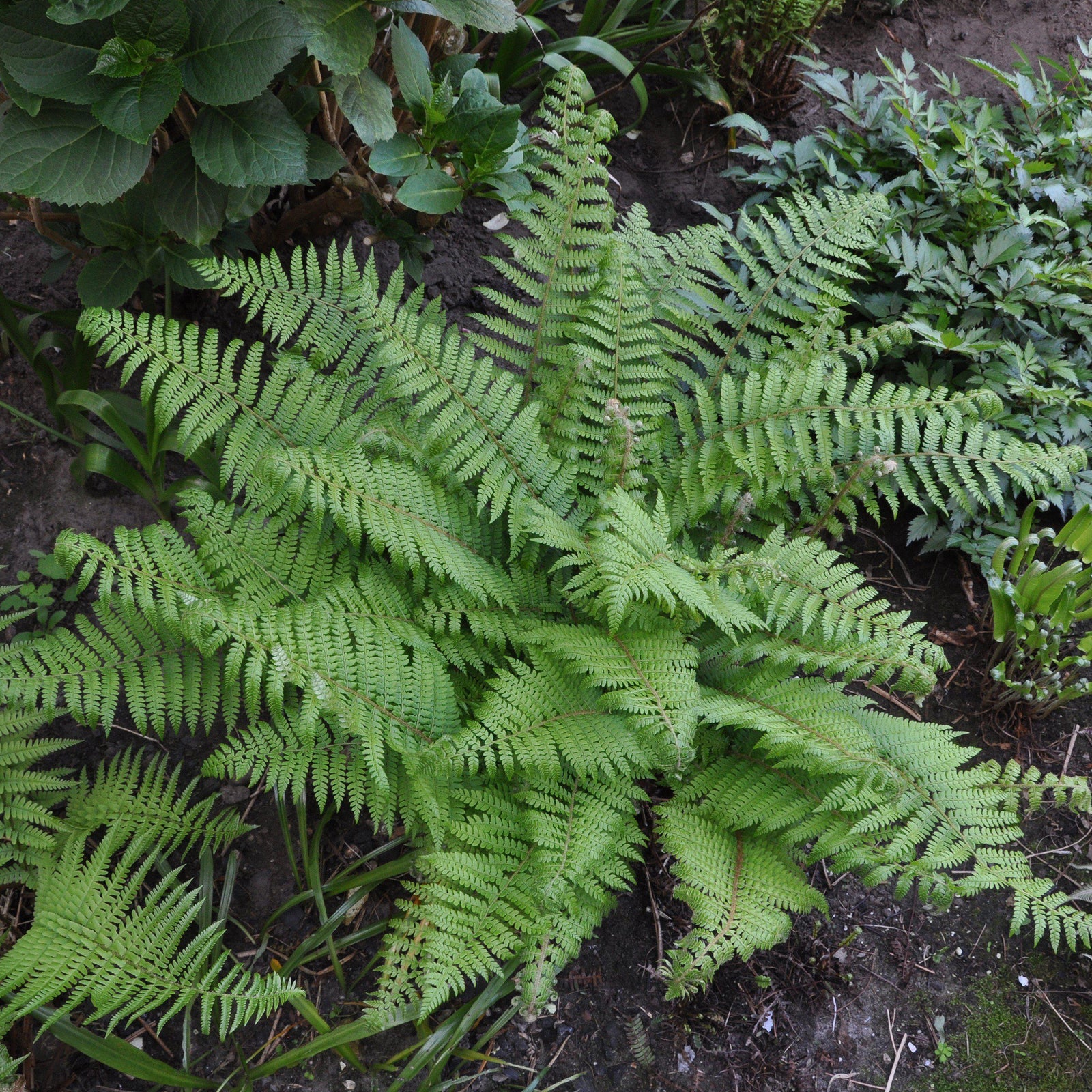 Polystichum setiferum ~ Alaskan Fern, Soft Shield Fern-ServeScape