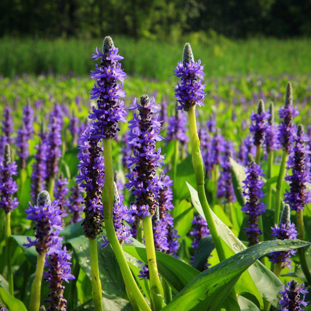 Pontaderia cordata  ~  Pickerelweed - Delivered By ServeScape