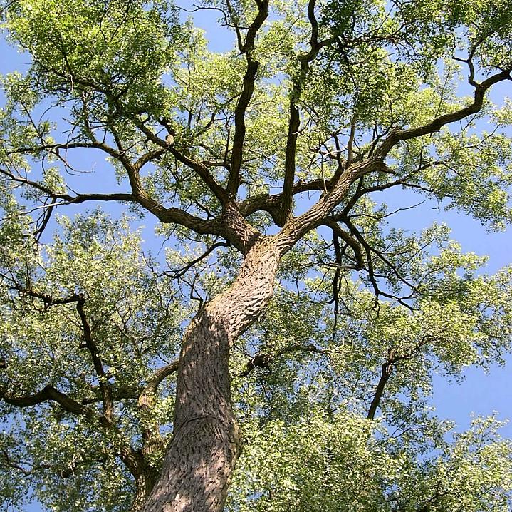 Populus deltoides ~ Eastern Cottonwood-ServeScape