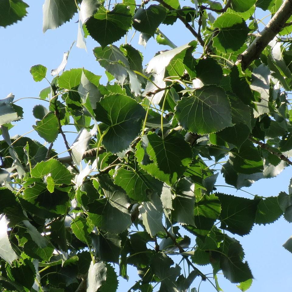 Populus deltoides ~ Eastern Cottonwood-ServeScape