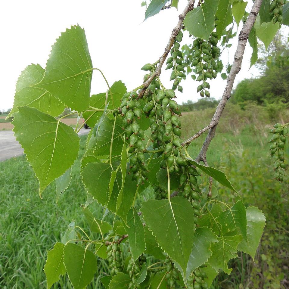 Populus deltoides ~ Eastern Cottonwood-ServeScape