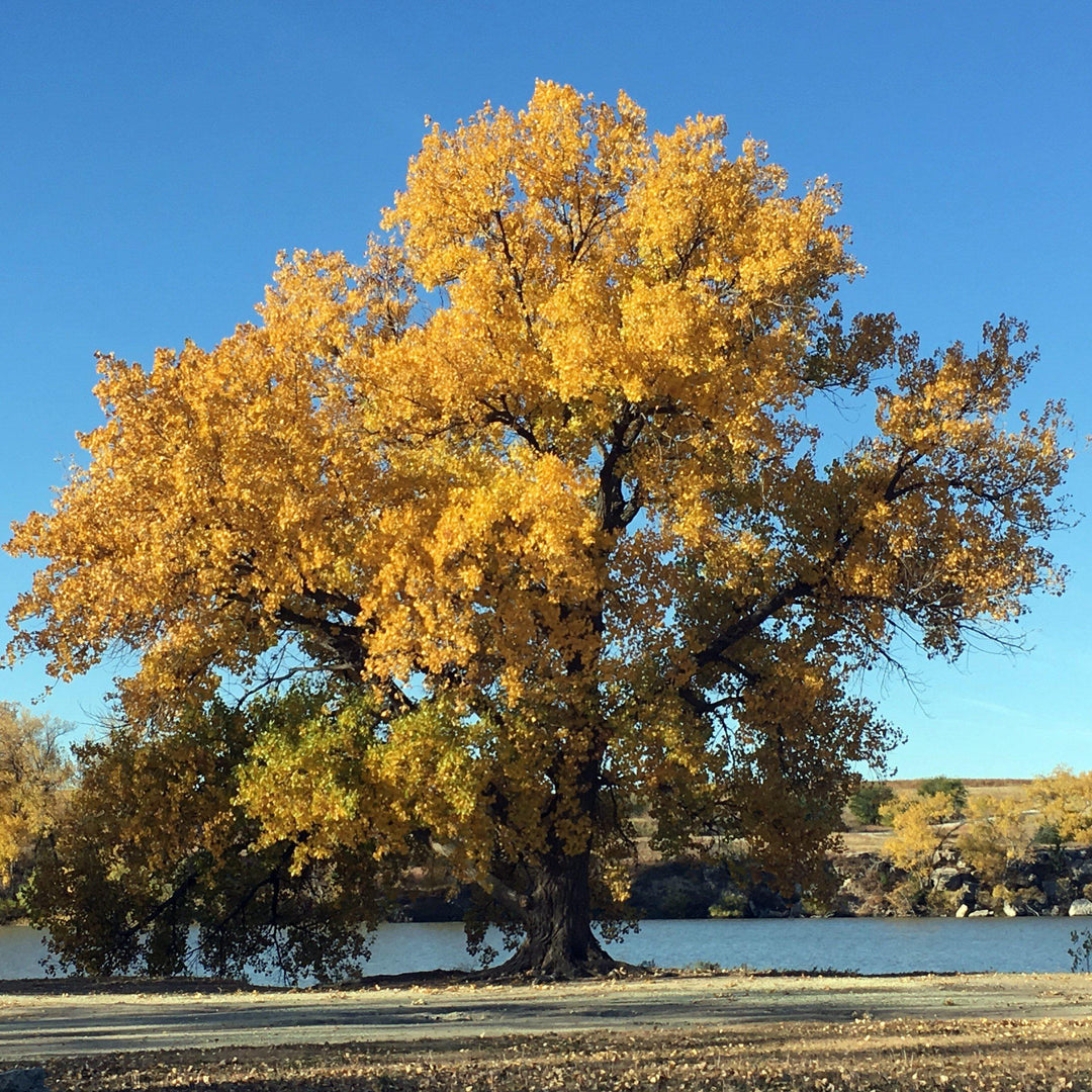 Populus deltoides ~ Eastern Cottonwood-ServeScape